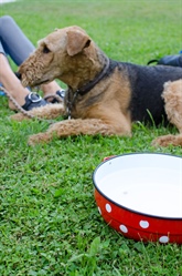 Psi od torka nič več na verigah, globa tudi do 1600 evrov