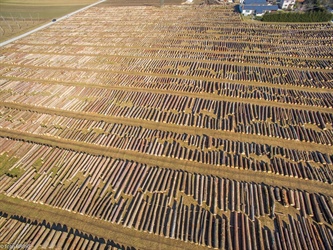 Jubilejna, dvajseta licitacija lesa, bo znova v Pamečah