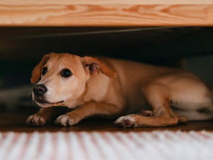 "Namesto petard naj raje poka od ljubezni!"