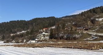 Na jubilejni, 20. licitaciji večvredne hlodovine kmalu čas za kupce