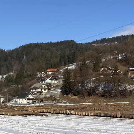 Na jubilejni, 20. licitaciji večvredne hlodovine kmalu čas za kupce