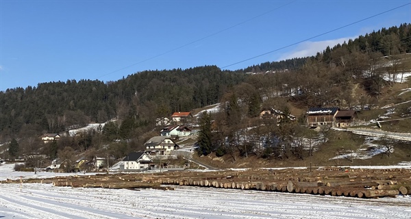 Na jubilejni, 20. licitaciji večvredne hlodovine kmalu čas za kupce