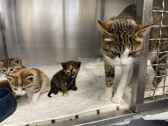 Regijsko zavetišče za zapuščene živali na Koroškem korak bližje uresničitvi