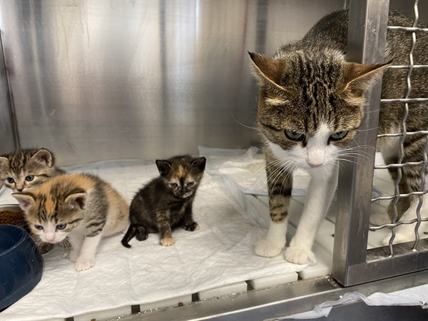 Regijsko zavetišče za zapuščene živali na Koroškem korak bližje uresničitvi