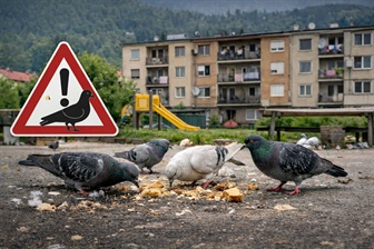 Na Ravnah zaradi hranjenja vse več golobov