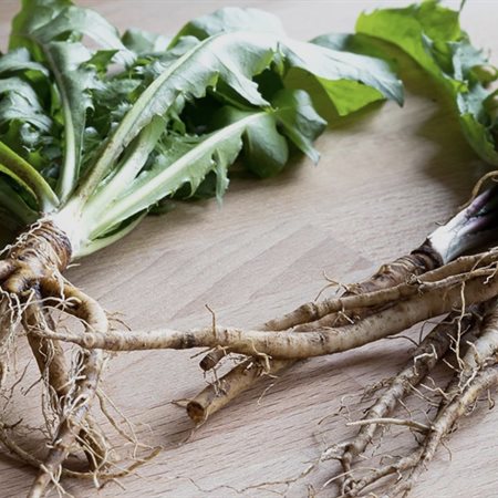 Regrat ni samo za solato: kaj razkrivajo raziskave o korenini?