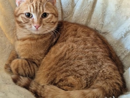 Bi posvojili oranžno mačko? Večinoma so oranžni moškega spola