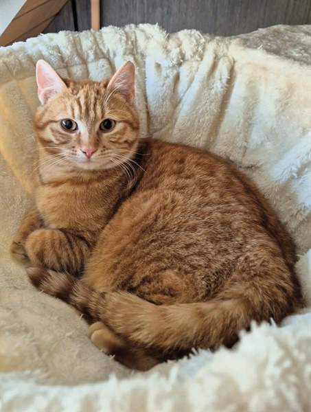 Bi posvojili oranžno mačko? Večinoma so oranžni moškega spola