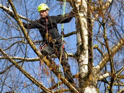 Obrezovanje drevja - ne obglavite ga!