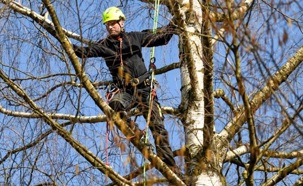 Obrezovanje drevja - ne obglavite ga!