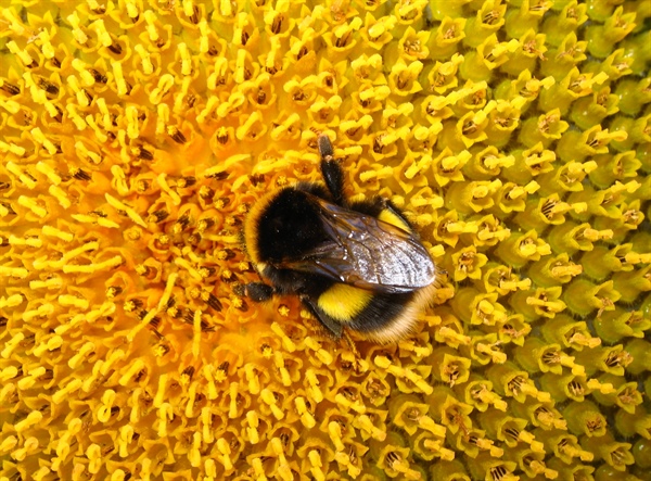 Fotografirajte čmrljice in sodelujte v akciji Pru čmru