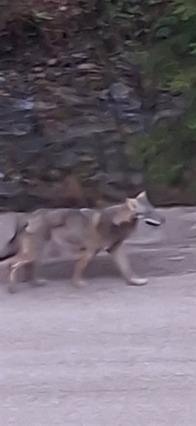 Volk sredi belega dne na glavni cesti v Koprivni: Lovci pravijo, da volk človeku nikakor ni nevaren