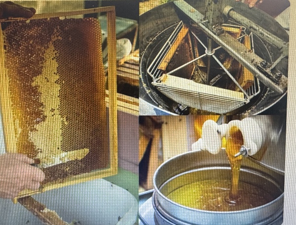 Čebelarjem se smeji. Panji so polni, med dobro teče.