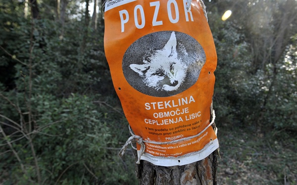 Svetovni dan boja proti steklini: bolezni pri nas že dolgo ni, previdnost ostaja