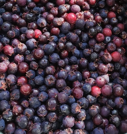 Šmarna hrušica dobra tržna priložnost