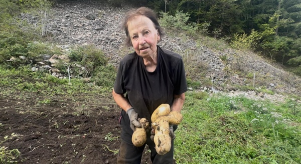 Sezona izkopavanja in pobiranja krompirja je v polnem teku