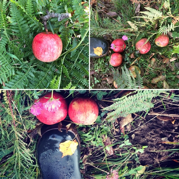 Na Koroškem povprečna letina krompirja, jabolka pod povprečjem