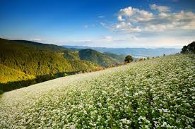 RRA Koroška začenja raziskavo o turizmu: vabijo ponudnike k sodelovanju.