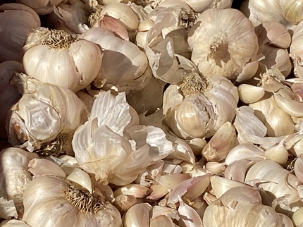Diši po česnu ...
