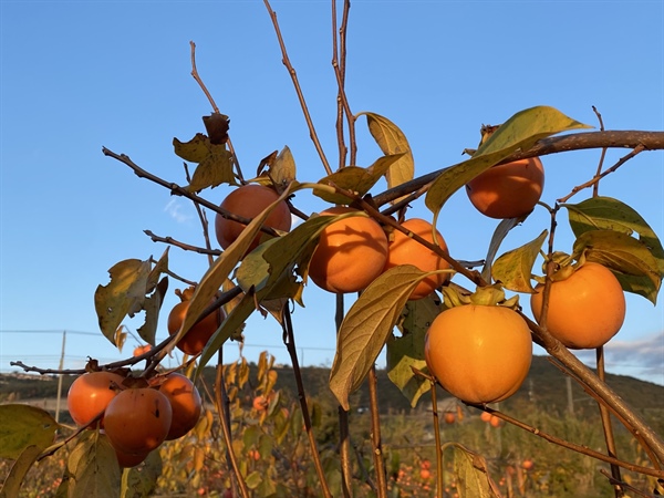Kaki - zlati sadež, ki uspeva tudi v naših krajih