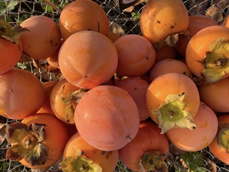 Po podeželju ... s Karin tokrat v Dekanih