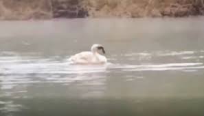 Ptičja gripa - strogo opozorilo: hranjenje ptic je prepovedano