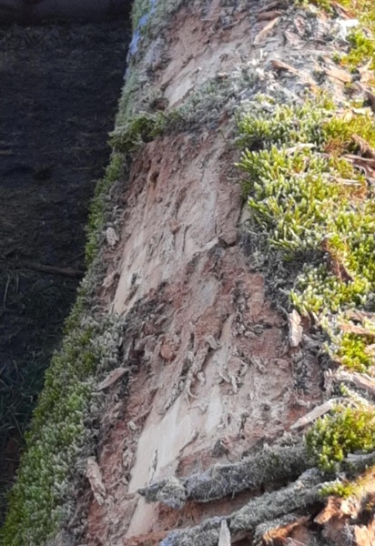 Avstrijci so že pozobali češnje iz svojih gozdov. Kaj pa mi?