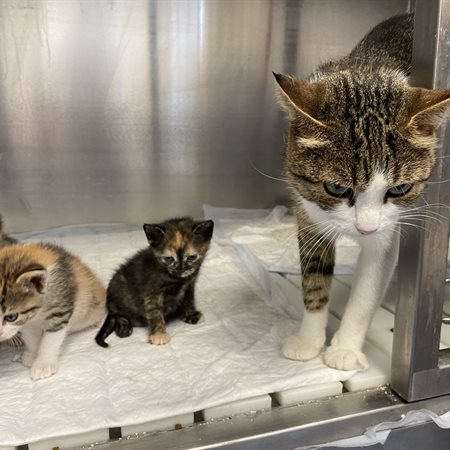 Regijsko zavetišče za zapuščene živali na Koroškem korak bližje uresničitvi