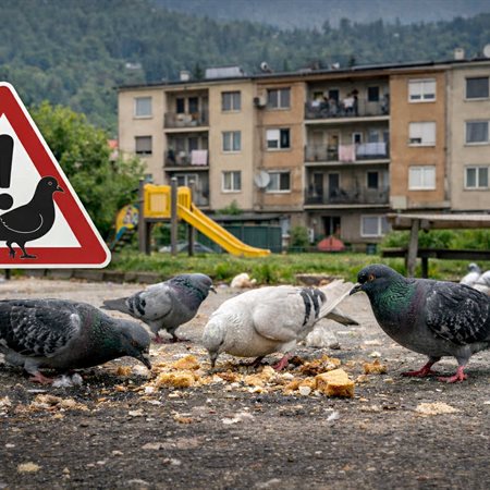 Na Ravnah zaradi hranjenja vse več golobov