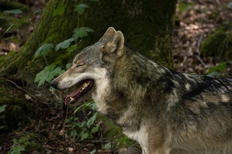 Volkovi na Pohorju - formiran nov trop