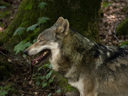Volkovi na Pohorju - formiran nov trop