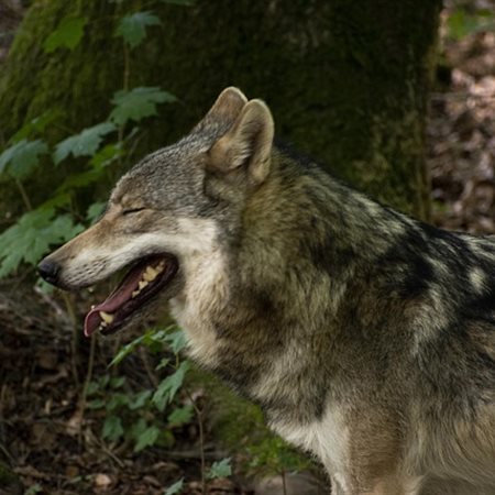 Volkovi na Pohorju - formiran nov trop