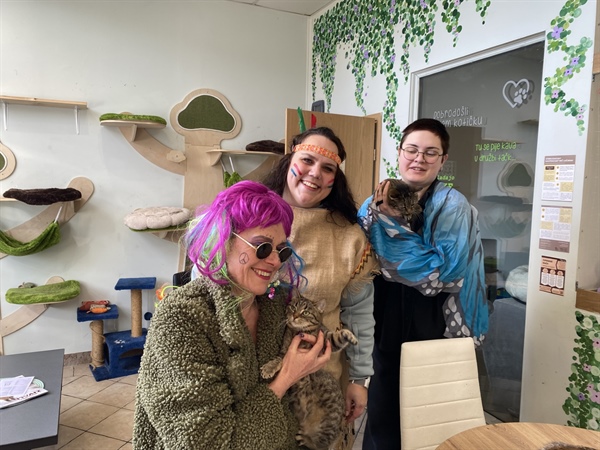 Muce iz mačja kavarne Rozi na voljo za posvojitev