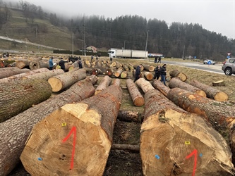 20. licitacija najvrednejših hlodov: najdražji hlod je vreden preko 14 tisoč evrov