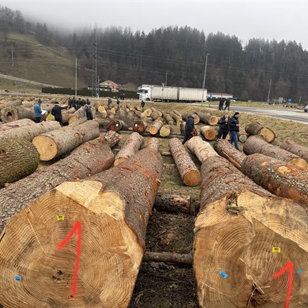 20. licitacija najvrednejših hlodov: najdražji hlod je vreden preko 14 tisoč evrov