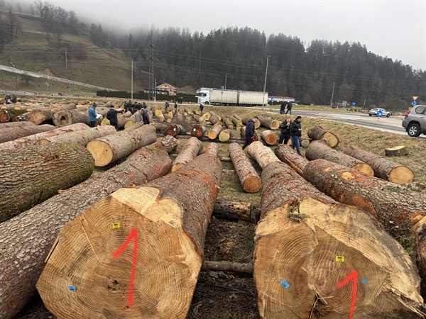 20. licitacija najvrednejših hlodov: najdražji hlod je vreden preko 14 tisoč evrov