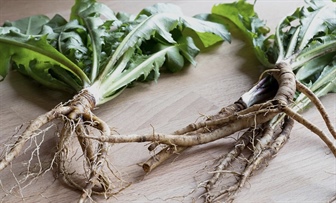 Regrat ni samo za solato: kaj razkrivajo raziskave o korenini?