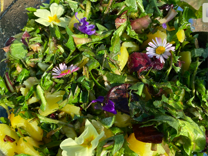 Regrat, čemaž ... a tudi klopi