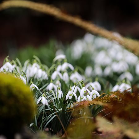 Civilna iniciativa za zvončke in trobentice?!