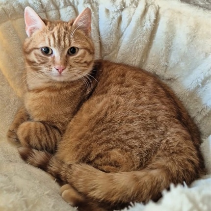 Bi posvojili oranžno mačko? Večinoma so oranžni moškega spola