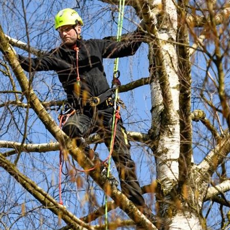 Obrezovanje drevja - ne obglavite ga!