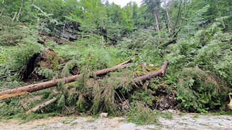 Koroški gozdovi so jo to pot dobro odnesli