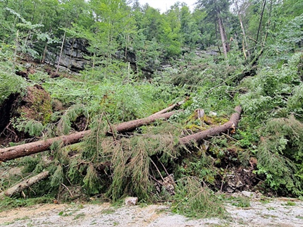 Koroški gozdovi so jo to pot dobro odnesli