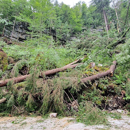 Koroški gozdovi so jo to pot dobro odnesli