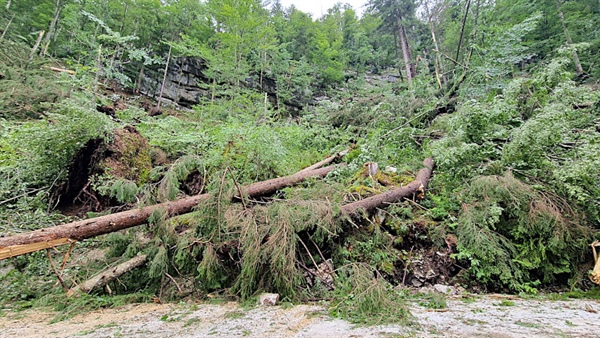 Koroški gozdovi so jo to pot dobro odnesli