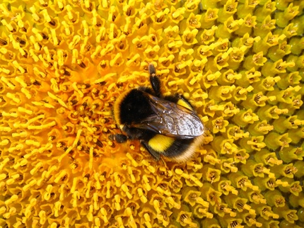 Fotografirajte čmrljice in sodelujte v akciji Pru čmru
