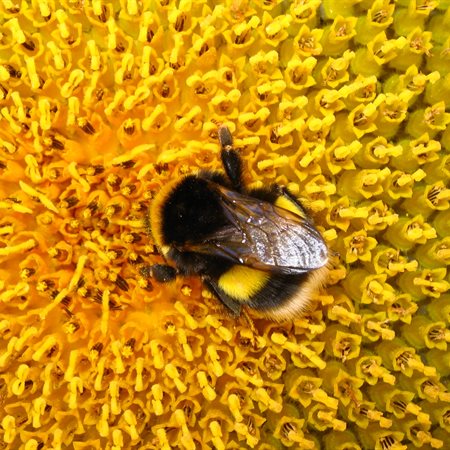 Fotografirajte čmrljice in sodelujte v akciji Pru čmru