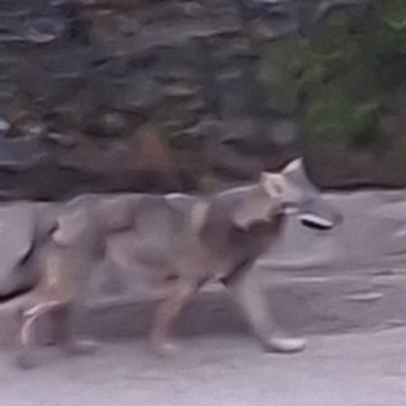 Volk sredi belega dne na glavni cesti v Koprivni: Lovci pravijo, da volk človeku nikakor ni nevaren