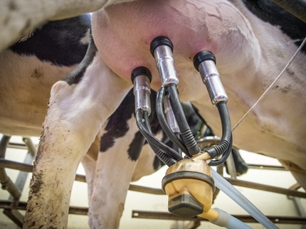 Odkupne cene mleka padajo, kmetje ga pridelujejo z izgubo