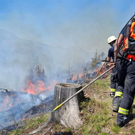 V Lesni dolini uničenih 110 hektarjev gozdov